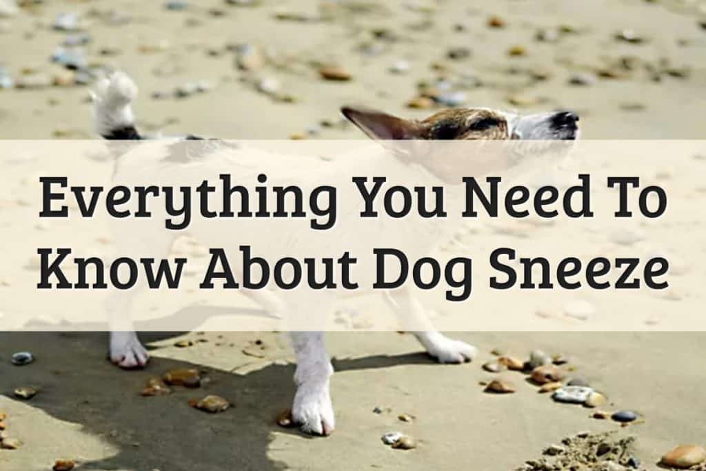 Dog Sneezing