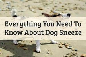 Dog Sneezing