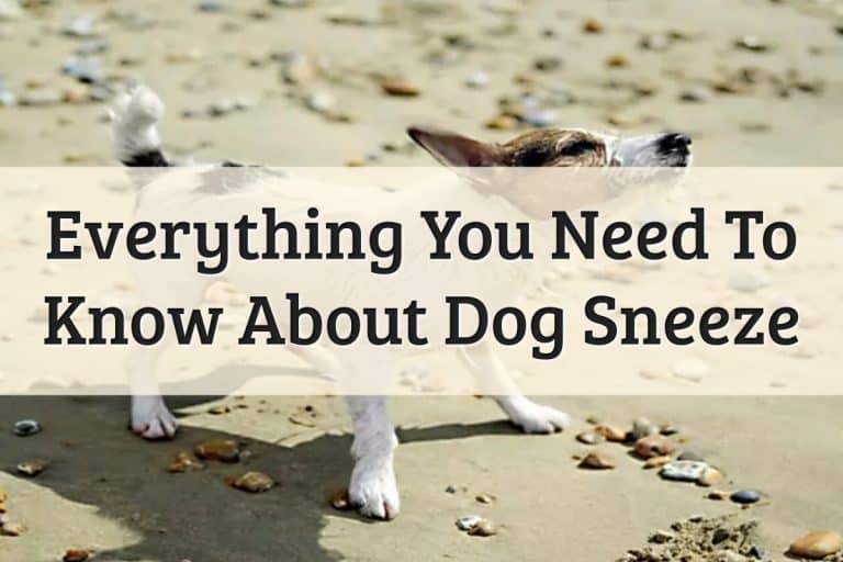 Dog Sneezing