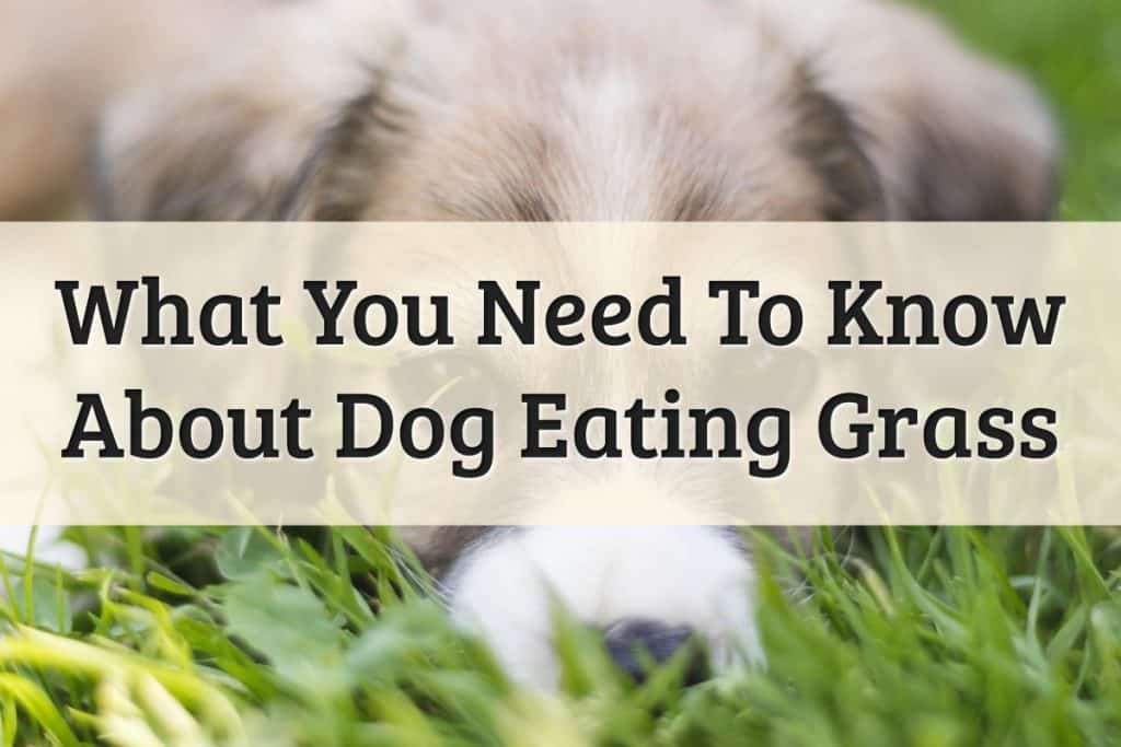 Dog Eating Grass Feature Image