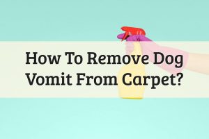 How To Clean Dog Vomit From Carpet Feature Image