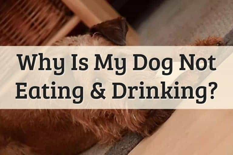 Dog Not Eating & Drinking Feature Image