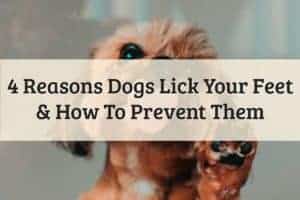 Why Does A Dog Lick Human Feets Feature Image