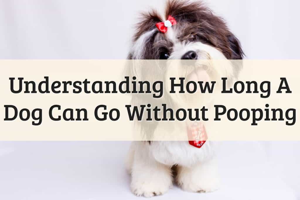 How Long Can A Dog Go Without Pooping Feature Image