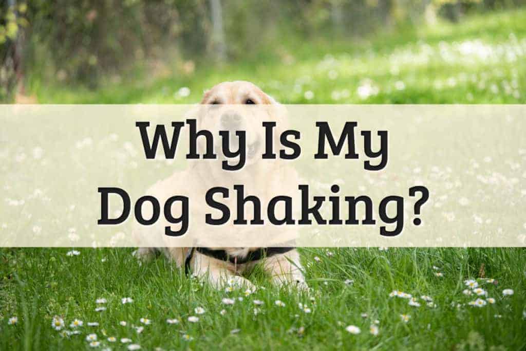 Why Is my dog shaking - feature image
