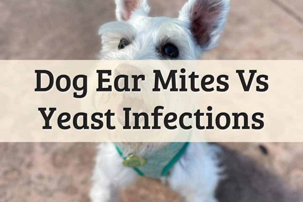 Does your pet have dog infections ear feature image