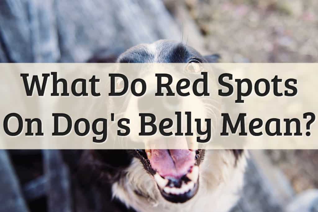 Dog With Skin Condition - Feature Image