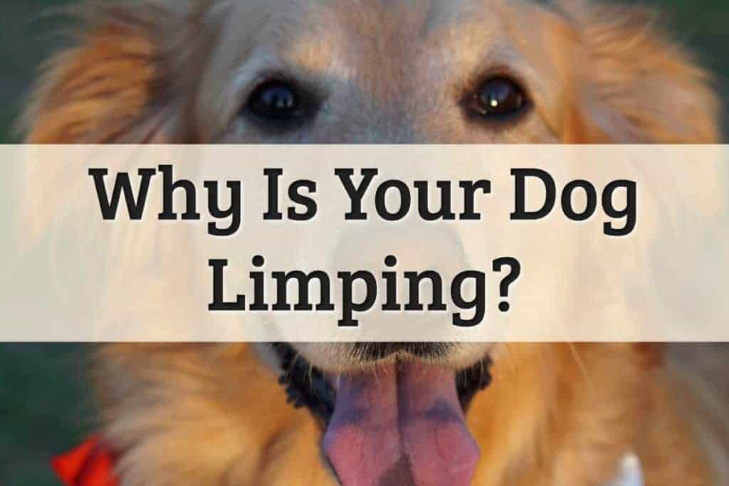 Causes for emergency broken leg in dog Feature Image