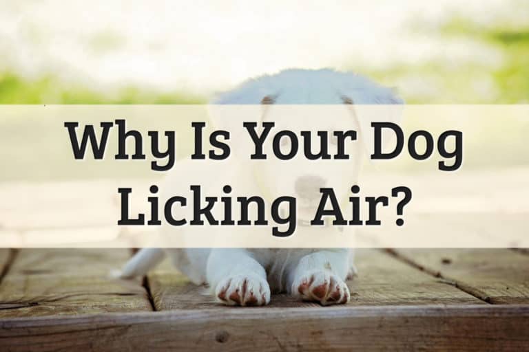 Dog Lick Air - Feature Image