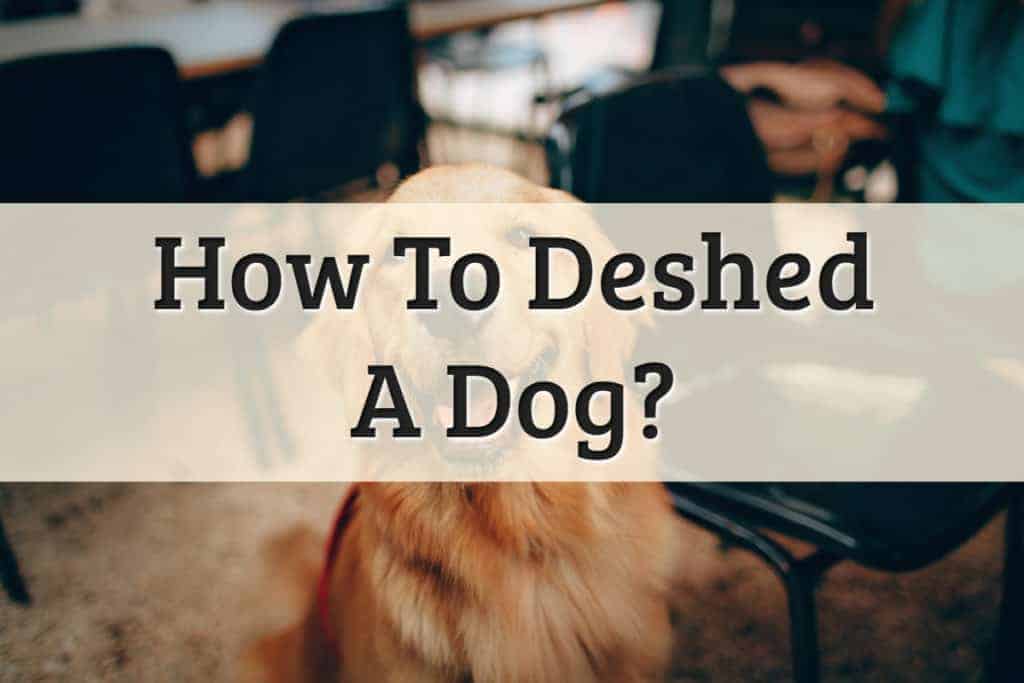 Dog Shedder - De Shedding Dogs Feature Image