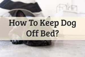keeping dogs off the bed room - feature image
