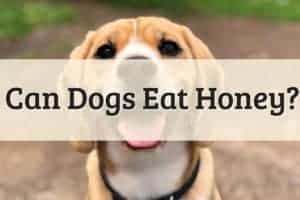 Can Dogs Eat Honey Feature Image