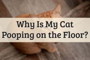 Why is My Cat Pooping on the Floor Feature Image
