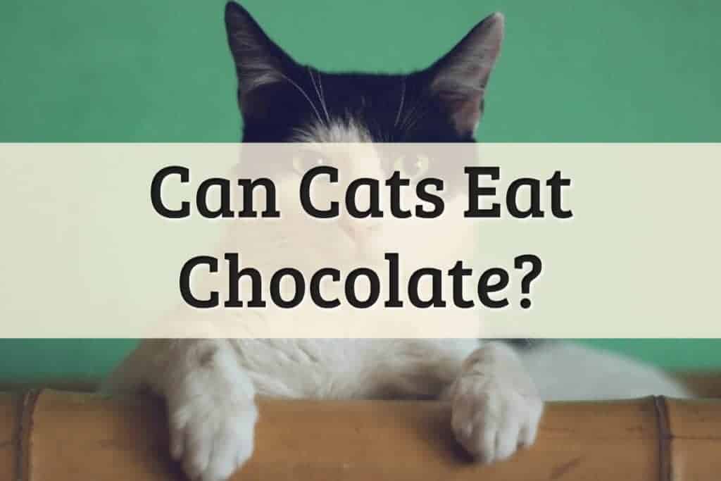 Can Cats Eat Chocolate Feature Image