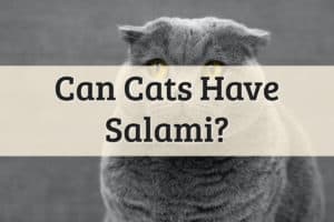 Can Cats Have Salami Feature Image