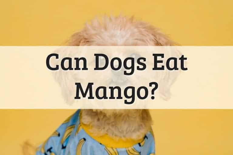 Can Dogs Eat Mango Feature Image