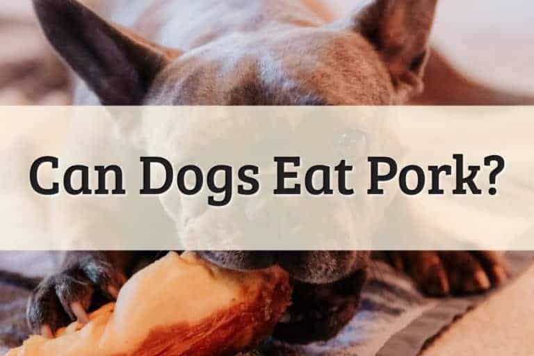 Can Dogs Eat Pork Feature Image