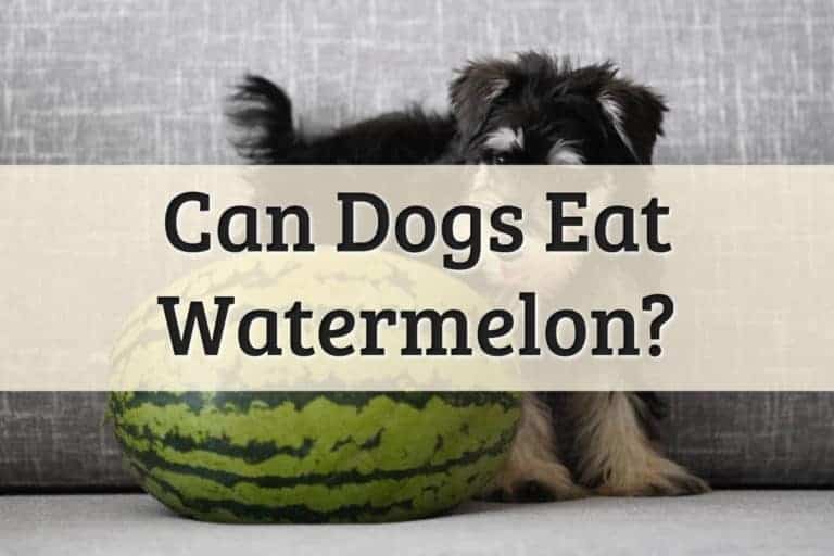 Can Dogs Eat Watermelon Feature Image