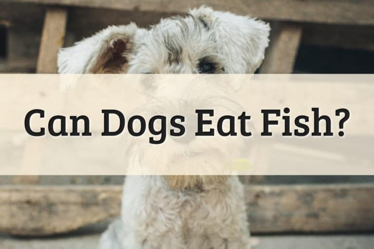 Can Dogs Eat Fish Feature Image
