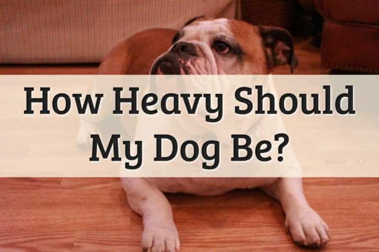 How Heavy Should My Dog Be Feature Image