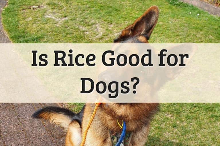 Can Dog Eat Rice Feature Image