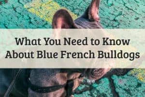 French Bulldog Blue Feature Image