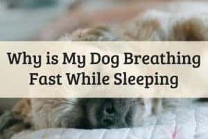 Why Does My Dog Breath Fast While Sleeping Feature Image