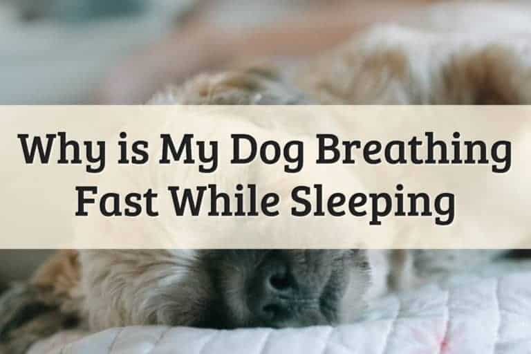 Why Does My Dog Breath Fast While Sleeping Feature Image
