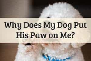 Why Does My Dog Put His Paw On Me Feature Image