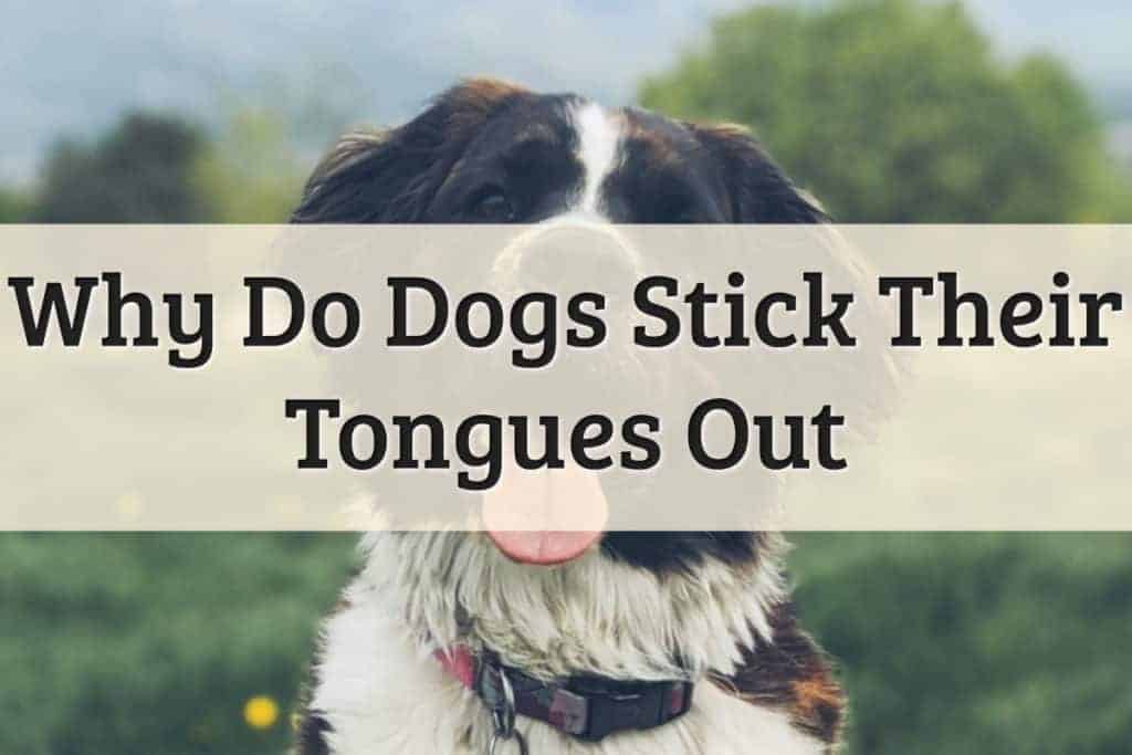 Dogs Stick Tongue Out Feature Image