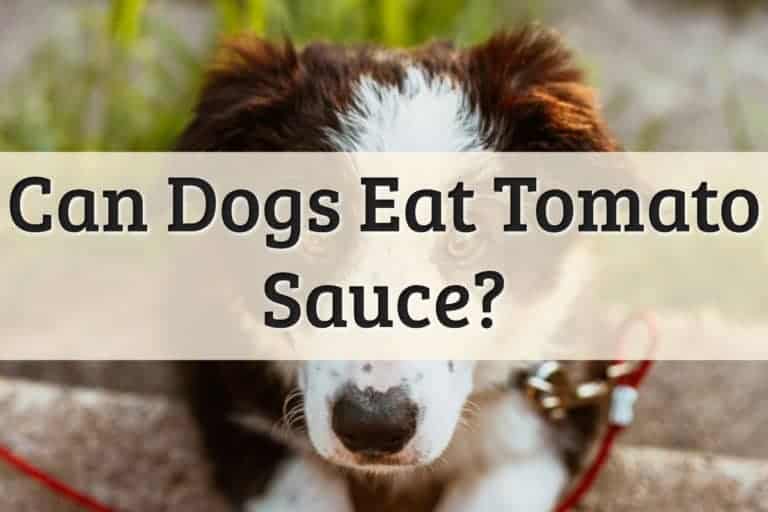 Dogs Eat Tomato Sauce Feature Image