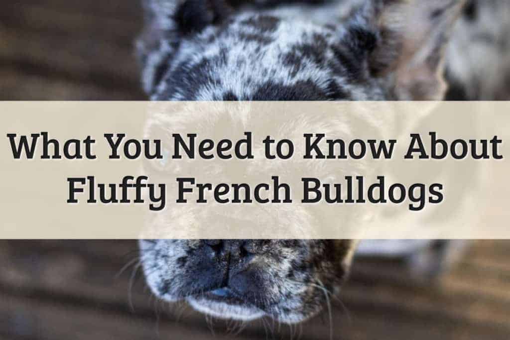 Fluffy Frenchie Feature Image