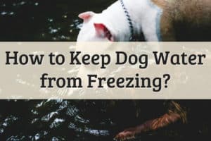How To Keep Dog Water from Freezing Feature Image