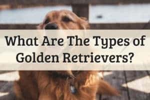 Types of Golden Retrievers Feature Image