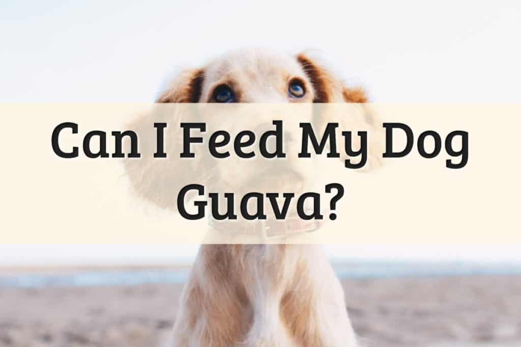 Dogs Eat Guava Feature Image