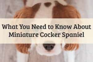 Miniature Cocker Spaniel Feature Image