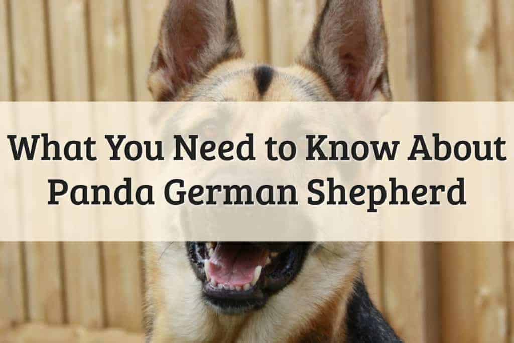 Panda German Shepards Feature Image