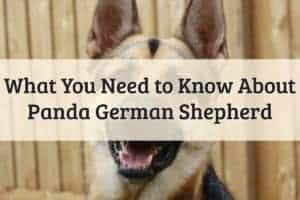 Panda German Shepards Feature Image