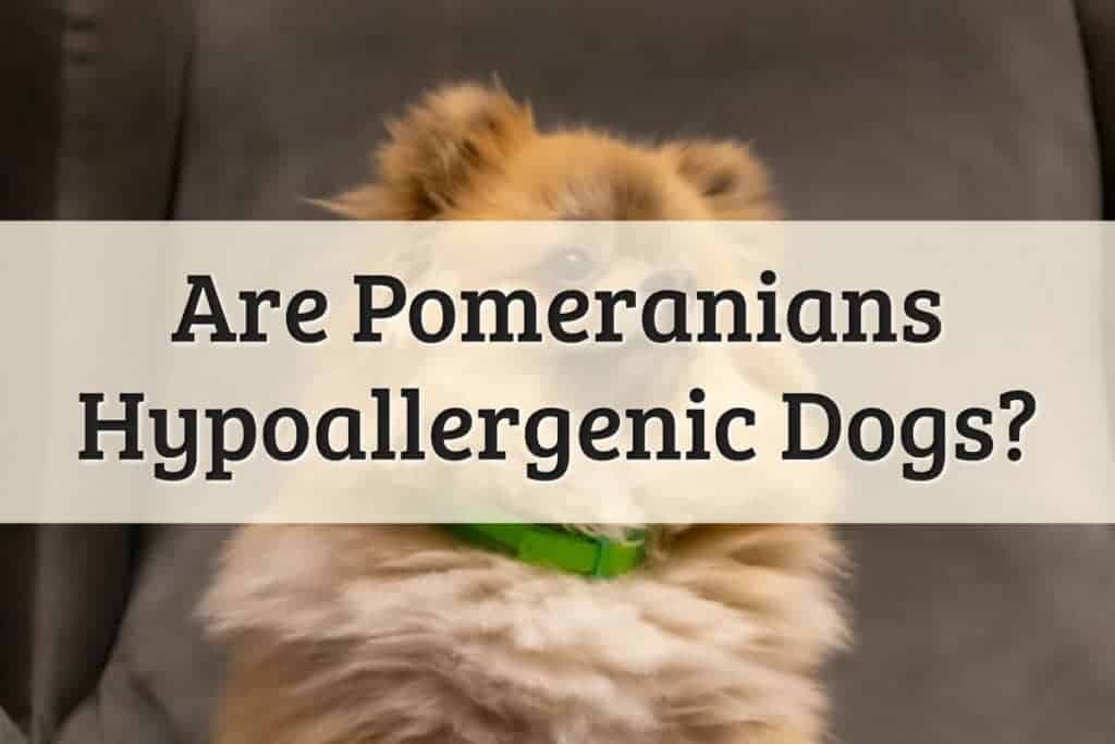 Pomeranians Feature Image