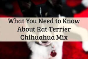 Rat Terrier Chihuahua Mix Feature Image