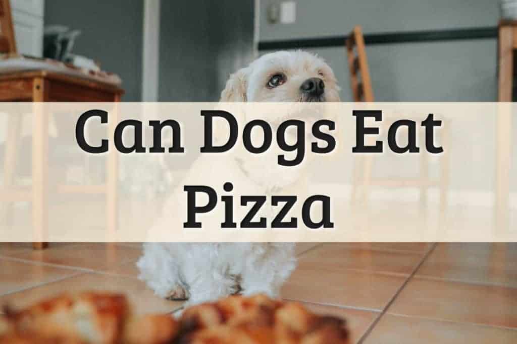 Can Dogs Eat Pizza Feature Image