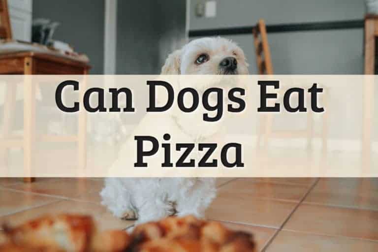 Can Dogs Eat Pizza Feature Image