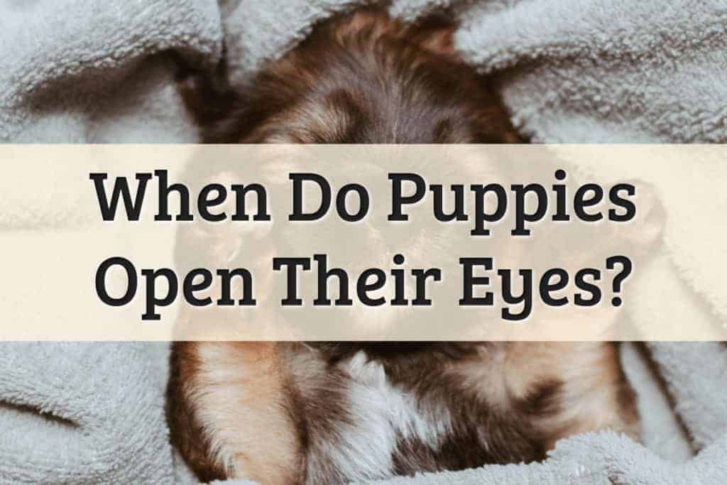 When do Puppies Open Their Eyes Feature Image