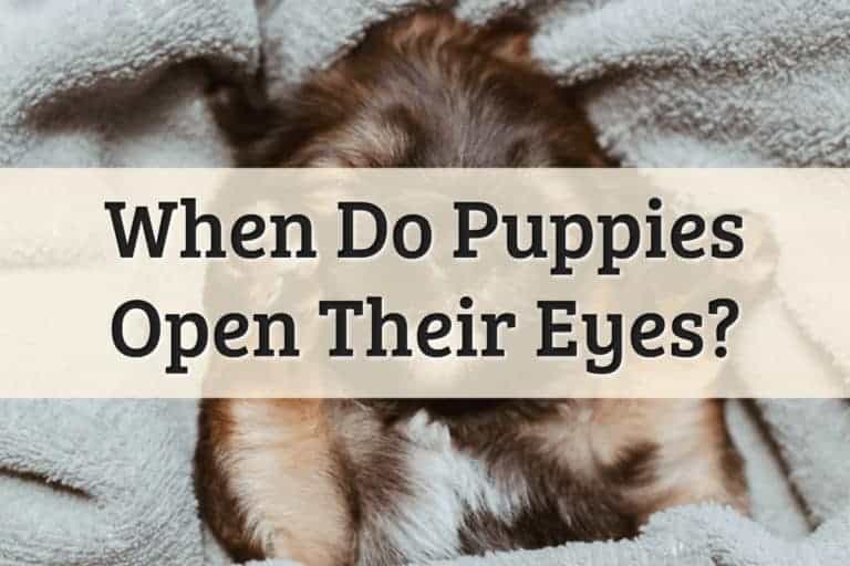 When do Puppies Open Their Eyes Feature Image