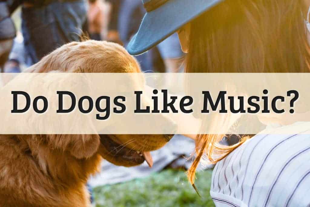 Do Dog Like Music Featured Image