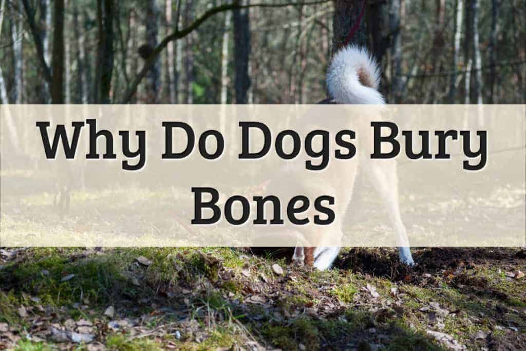 Why Do Dogs Bury Bones Featured Image