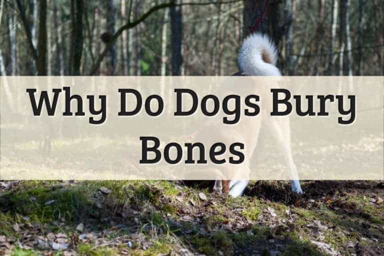 Why Do Dogs Bury Bones Featured Image