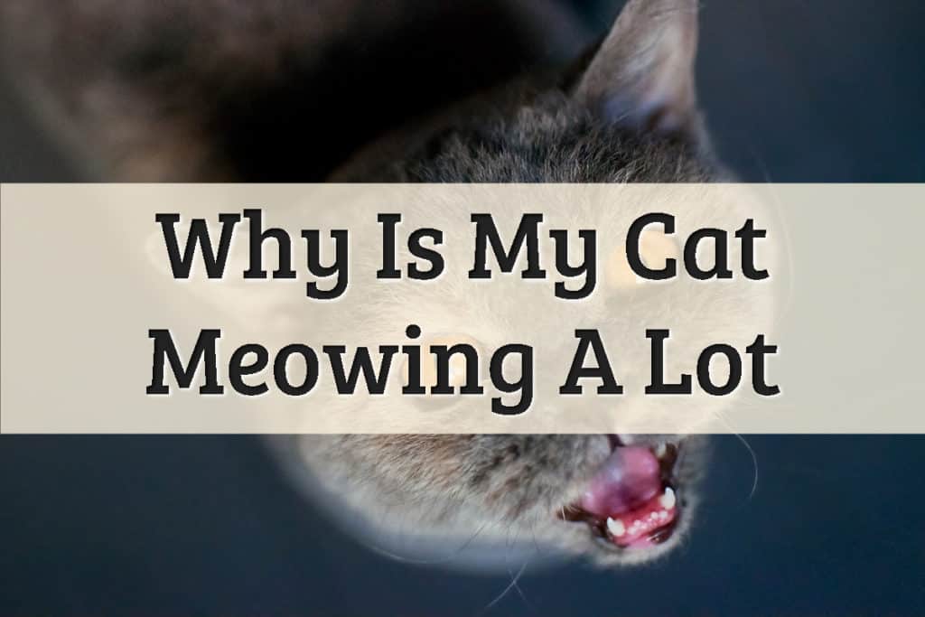 A British Shorthaired Cat Constantly Meows For His Pet Parents Feature Image