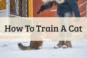 A Cat In A Snow Trying To Master A New Tricks & Skill Feature Image