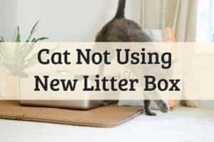A Feline Just Finished Urinating In The Box Feature Image